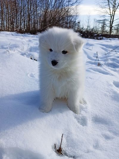 White dog on snow covered field