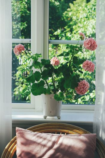 Potted plant by window