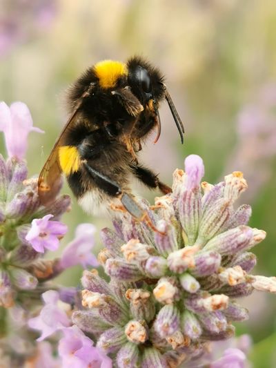 Close-up of bumblebee on lavender purple flower
