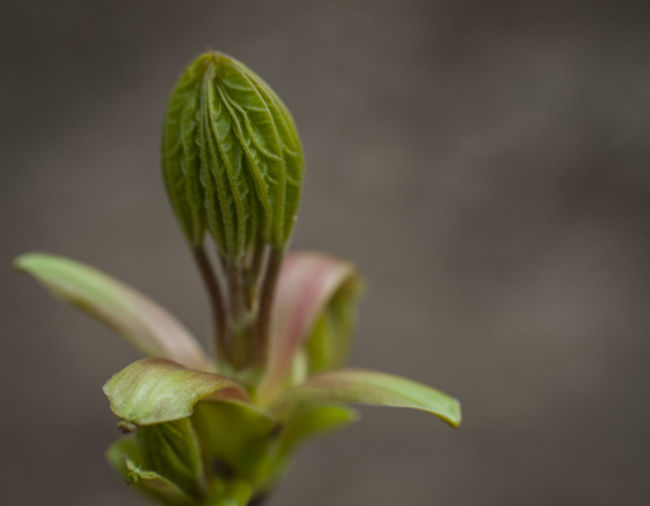 Close-up of green flower bud growing outdoors