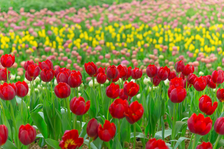 Close-up of red poppy flowers in field
