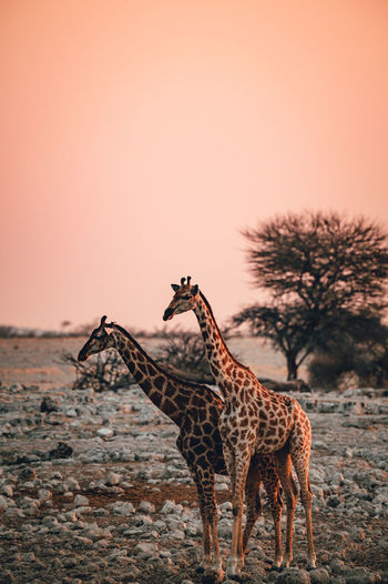 Two giraffes near waterhole