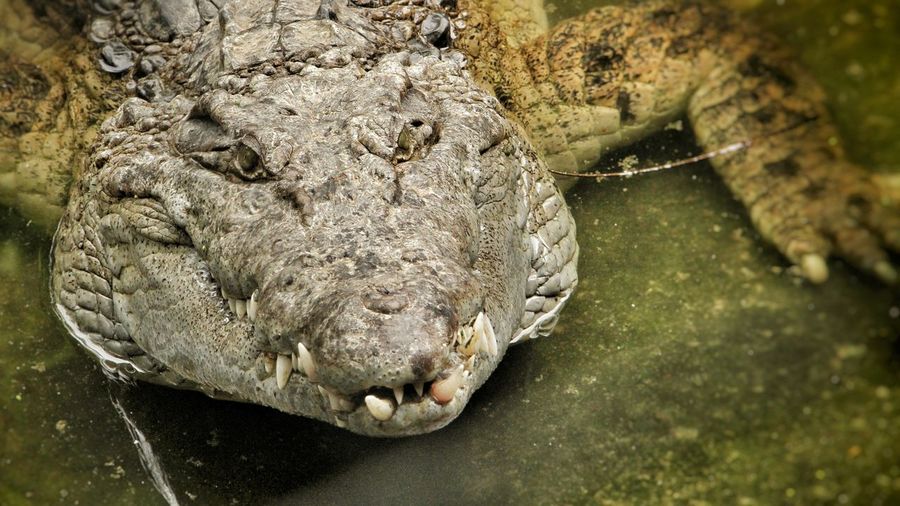 Close-up of crocodile in pond