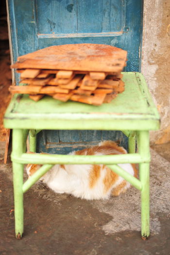 Close-up of a cat sitting on wood