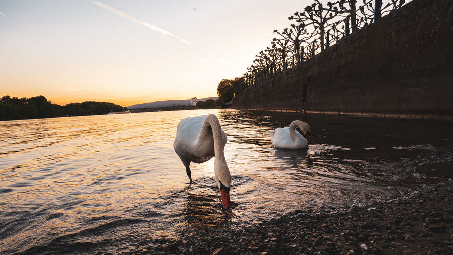 Swan in lake at sunset