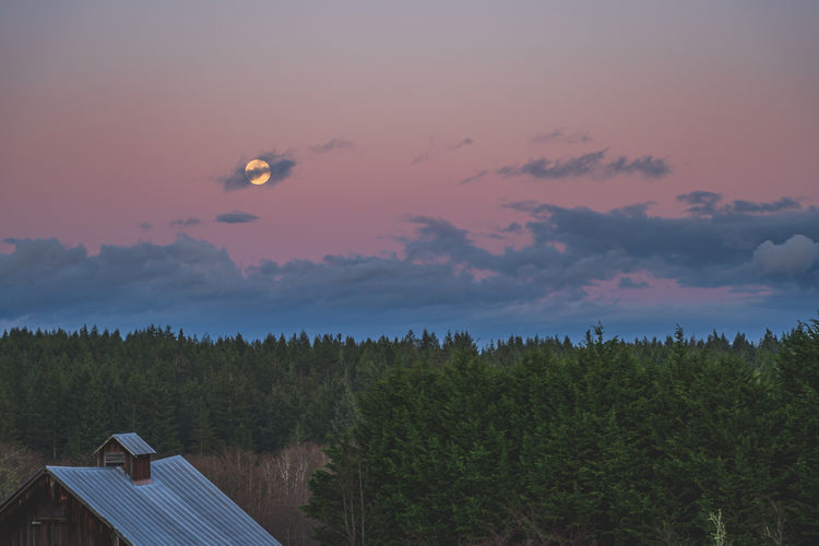 Low angle view of trees against sky during sunset