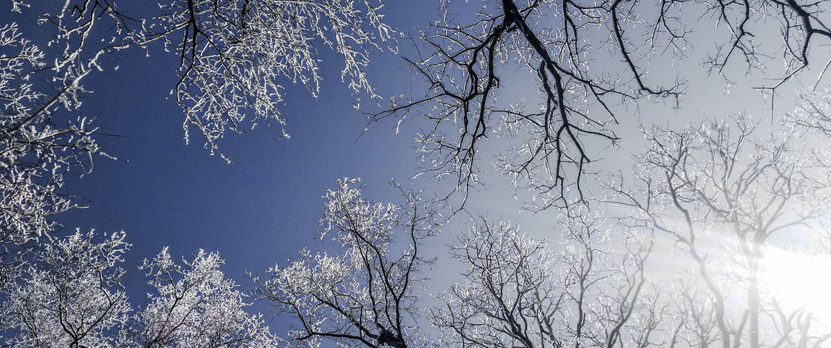 Low angle view of frozen bare tree against sky