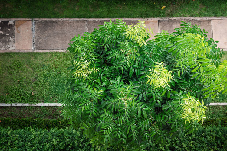 High angle view of plants in garden