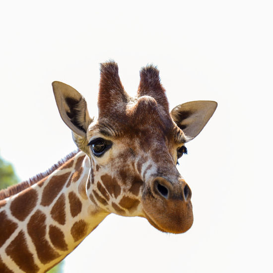 Portrait of giraffe against white background