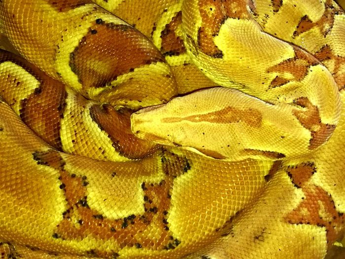 Full frame shot of yellow lizard