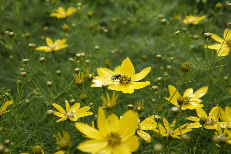 Close-up of bee on yellow flowering plant
