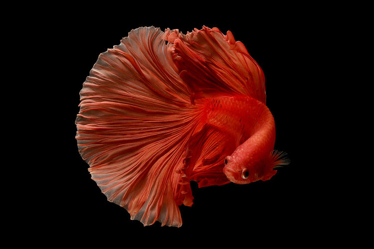 Close-up of siamese fighting fish against black background
