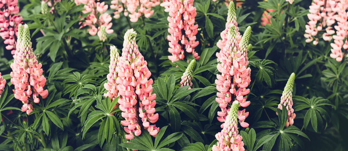 Beautiful blooming pink lupine flowers. moody bold colors. blurred natural background.