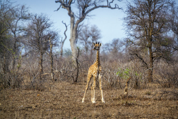 Full length of giraffe calf standing amidst forest