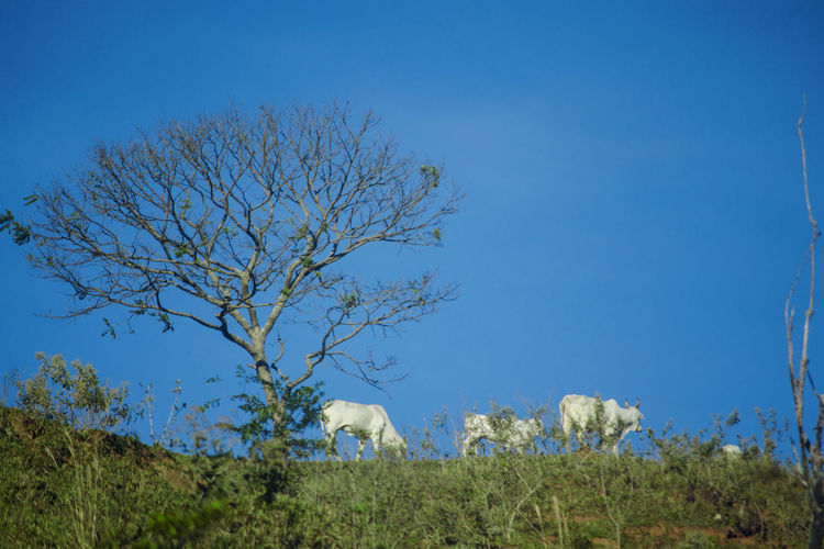 Bare trees on field against clear blue sky cows