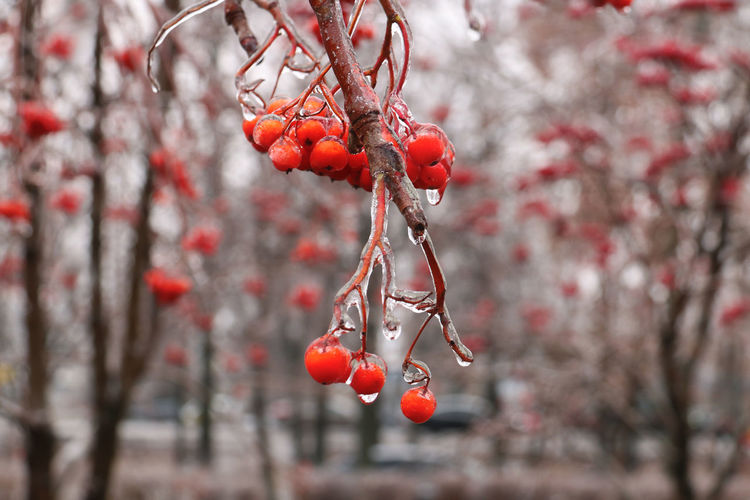 Close-up of red berries growing on tree