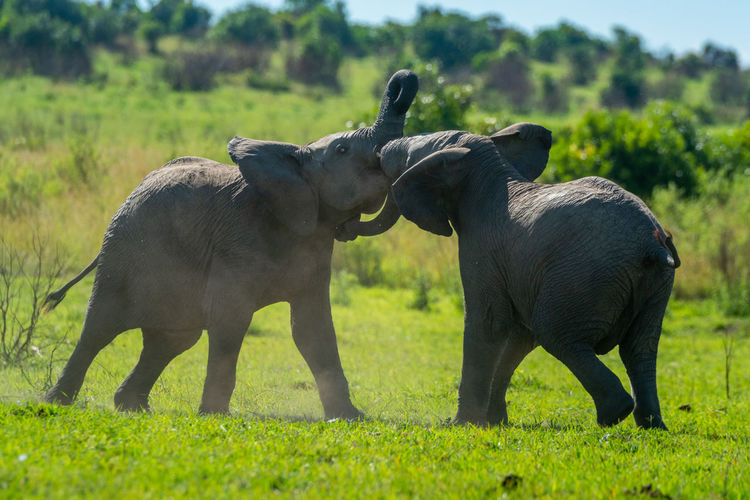 Two young elephants play fight on grassland