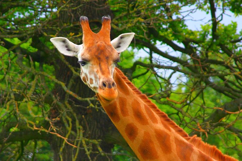 Close-up of a giraffe against trees