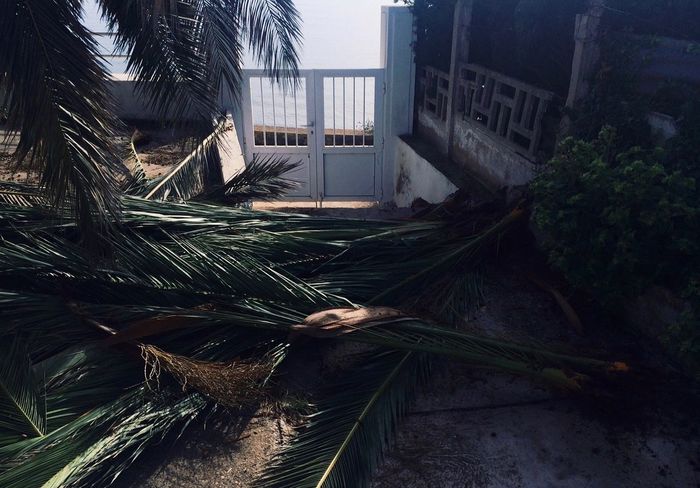 Palm leaves in yard of old house