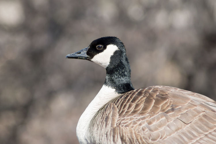 Close-up of a bird