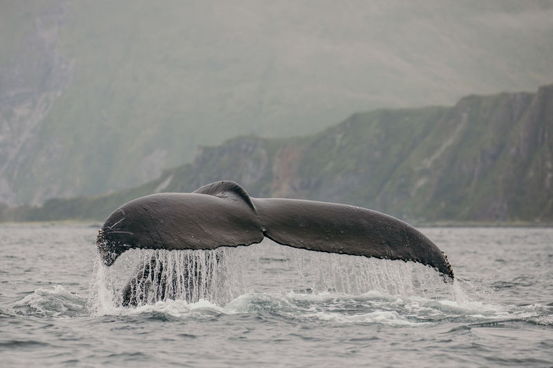 Whale tail in dutch harbour alaska