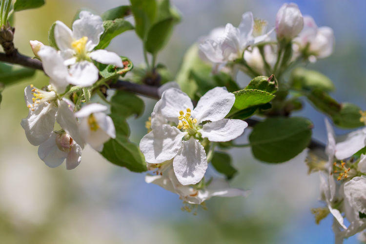 Close-up of white flowering plant