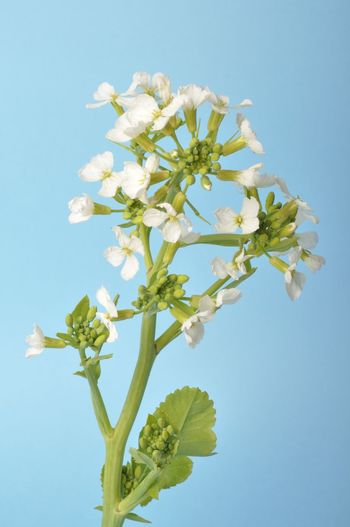 Close-up of white flowering plant against clear blue sky
