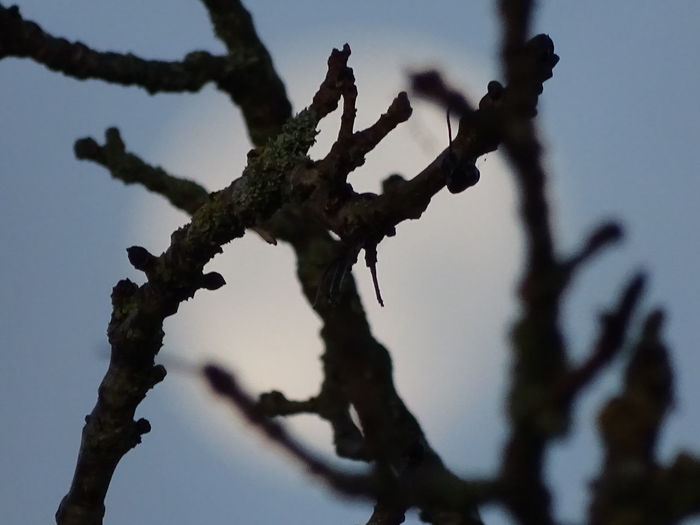 Low angle view of silhouette branches against clear sky
