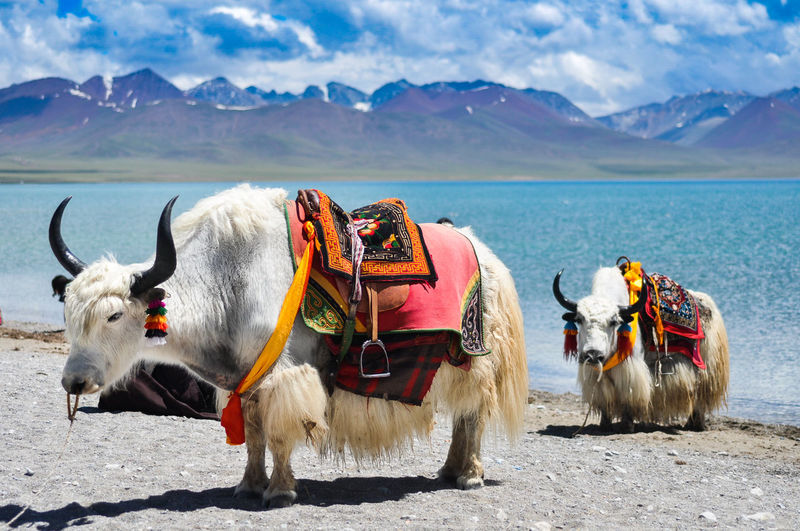 Two yaks on lakeshore in tibet