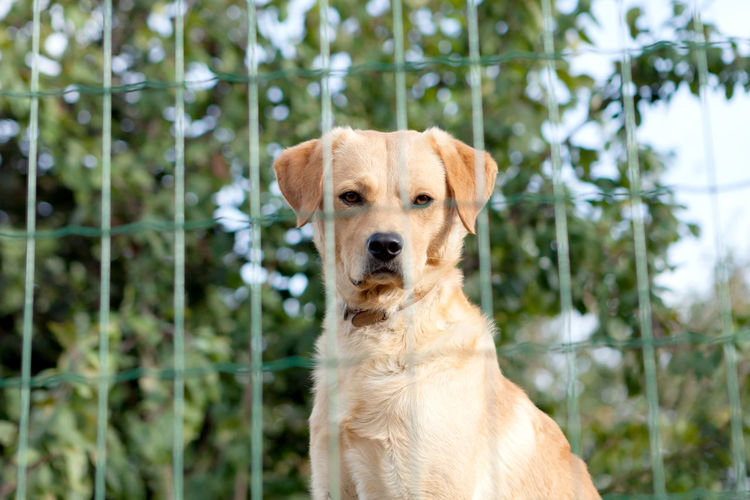 Portrait of a dog