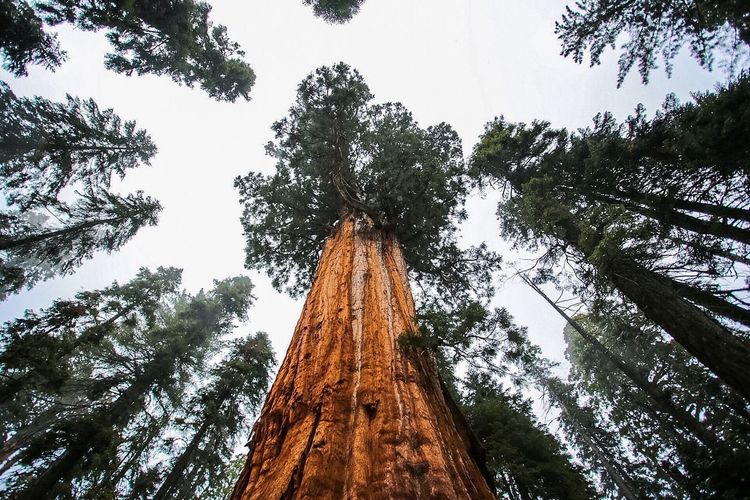 Low angle view of sequoia trees in forest