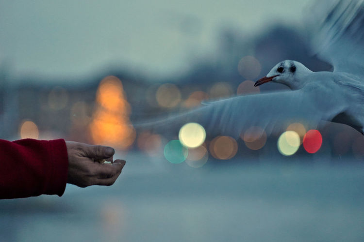 Blurred motion of bird flying by human hand during sunset