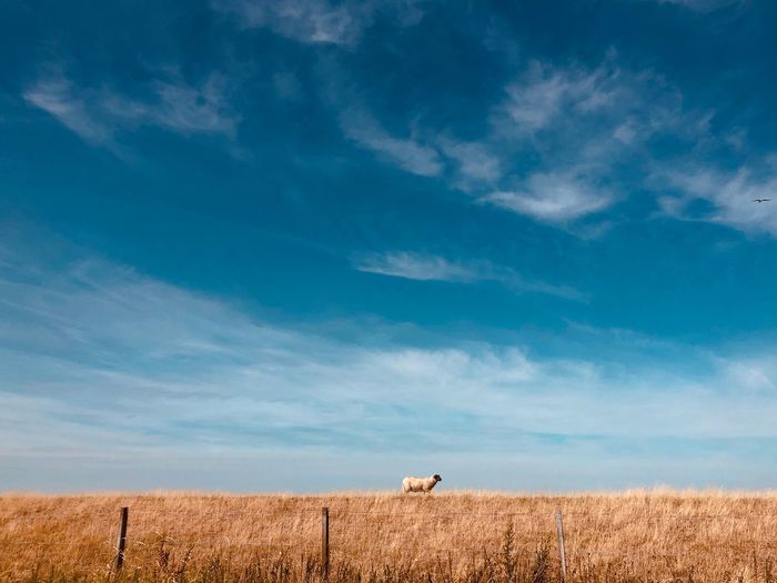 Sheep walking on field against sky