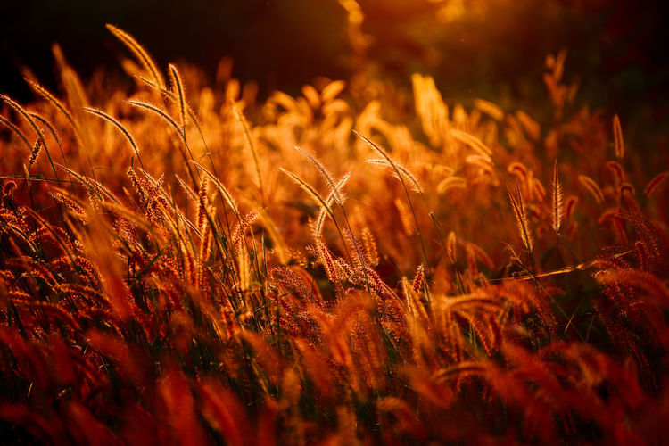 Close-up of stalks in field at sunset