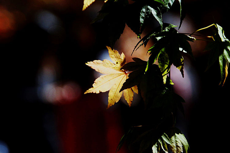 Close-up of maple leaves against blurred background