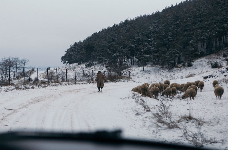 Idyllic rural scene in winter