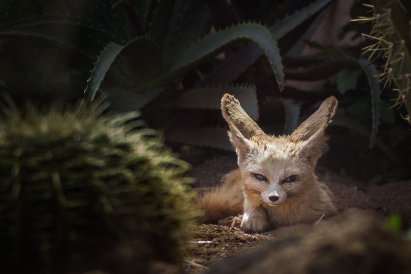 Portrait of fox