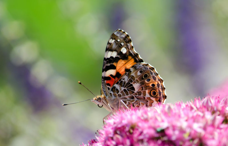 Colorful butterfly pollinates a mound of fresh purple flowers
