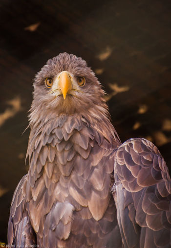 Close-up of eagle in captivity