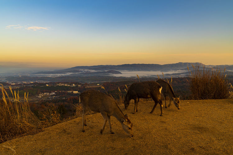 Sea of clouds and deer seen from mt. wakakusa, nara