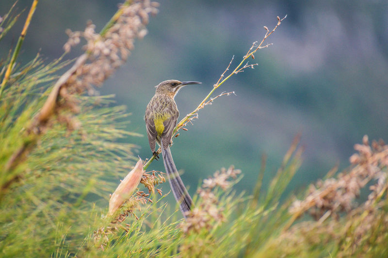 Close-up of bird perching on plant