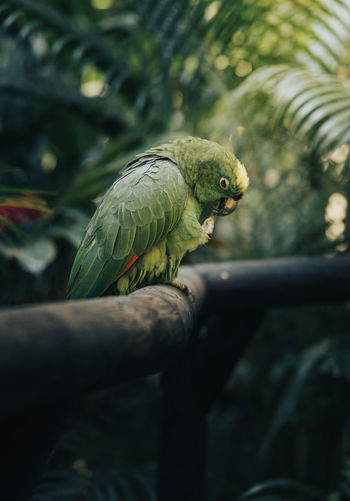 Close-up of parrot perching on branch