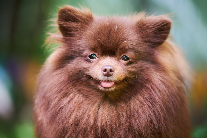 Pomeranian spitz dog in garden, close up face portrait. cute brown pomeranian puppy, spitz pom dog