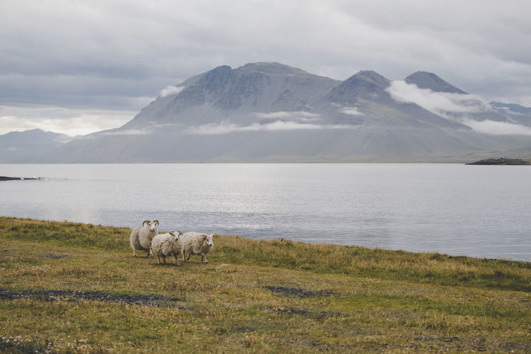 View of running sheep on mountain against sky