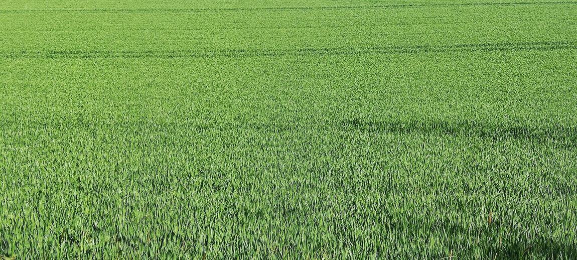 Full frame shot of corn field just green