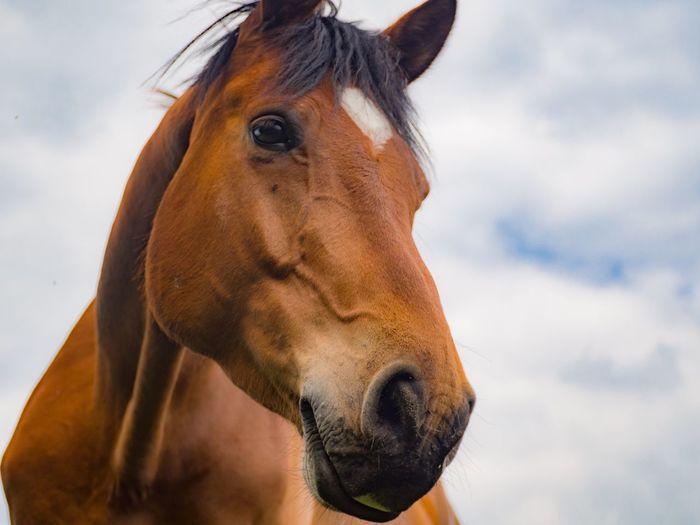 Close-up of horse against sky
