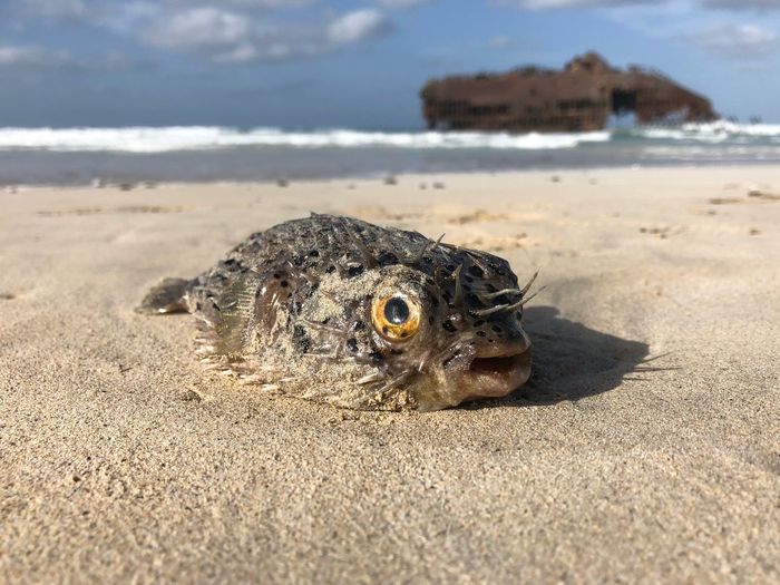 Puffer fish on the shore of boa vista, cape verde, with the saint marie wreckage in the background. 