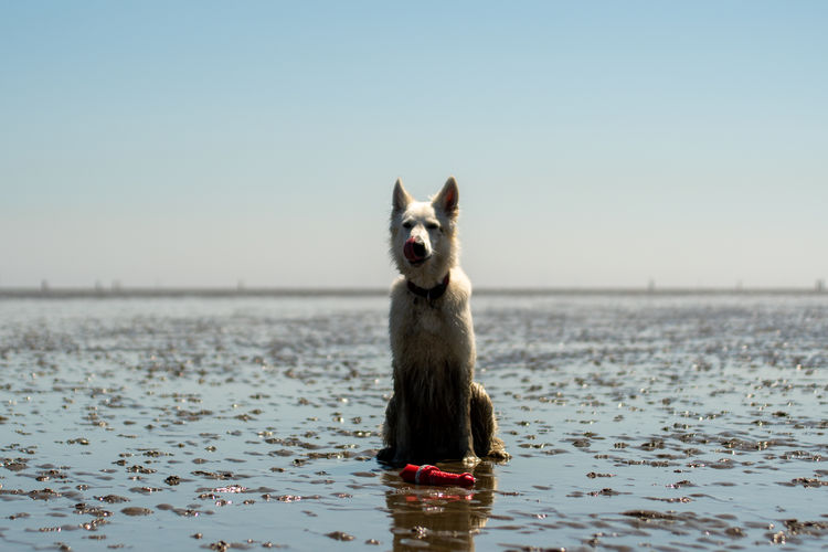 Portrait of dog in water against clear sky