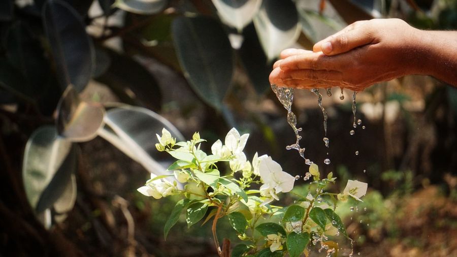 Cropped hands of person watering plants