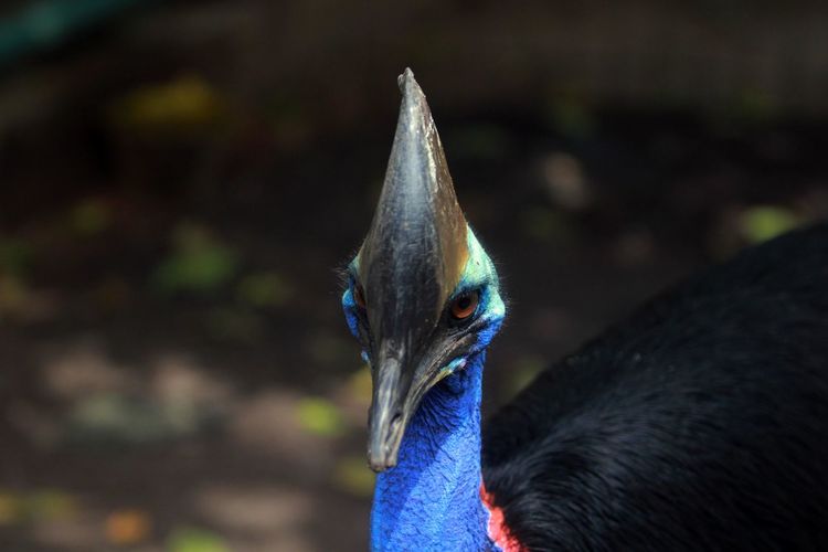 Close-up of cassowary looking away